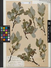 Foto von Salix glabra Scop.